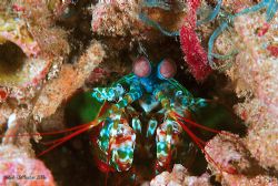 The greener mantis shrimp from Raja Ampat... by Dr Bob Whorton 